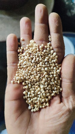 જુવાર