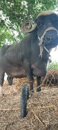 ભેસ વેચવા ની છે