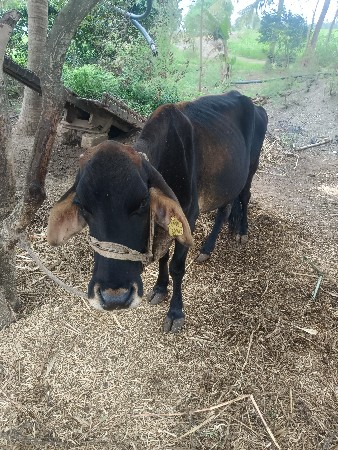 ગાયવેશવાની