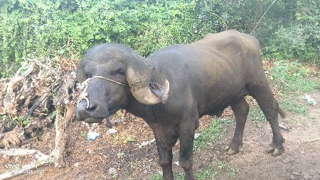 આ પાડો વેચવાનો છે