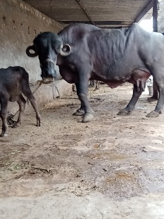 ભેશ વેછવાની છે બેજુ વેતર છે