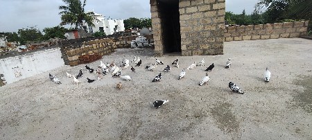 25 30 નંગ વેશવાના સે નંગ ના 200