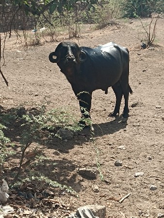 પાડો વેચવાનો છે