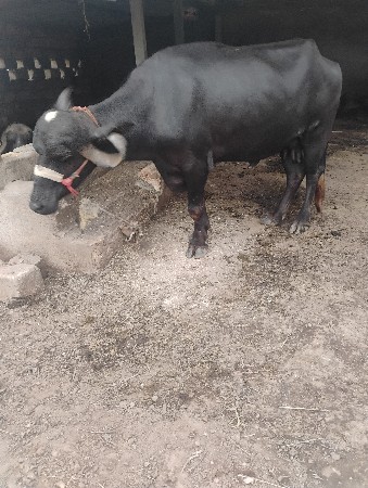 વેસવાનીછેબીજુવેતર