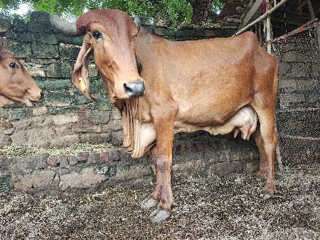 9 ltr ગાય વેચવાની છે