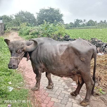 ભેંસ વેચવાની છે