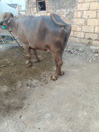 ભેંસ વેચવાની છે