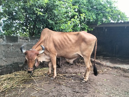 બળદ વેચવાના છે