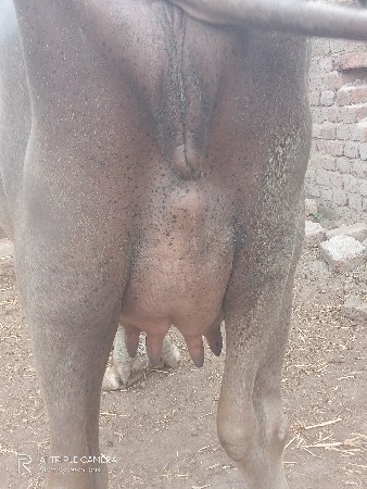 ભેસ