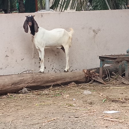 બકરી વેચવાની છે