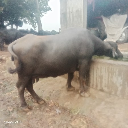 ભેસ વેચવાની છે.