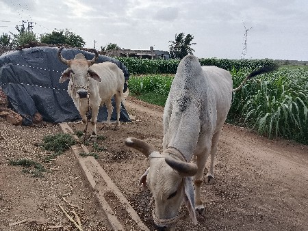 બળદ વેચવાના છે