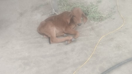jarsi gay vechavani se