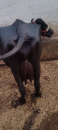 2 ભેશુ વેચવા ની છે