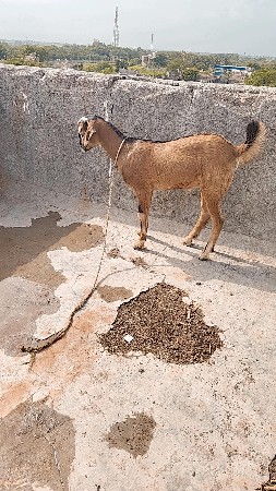 બકરી અને બકરો મા દીકરો દેવાના છે