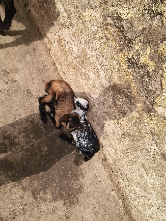 bakri desi