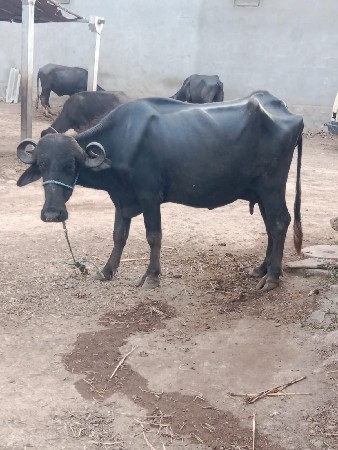 ભેંસ વેચવાની છે