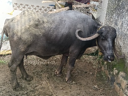 ભેસ