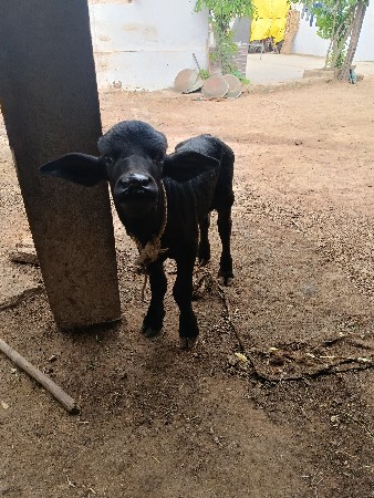પાડૉ