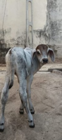 કાંકરેજ વાછડી વેચવાની છે