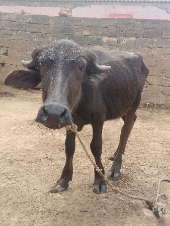 પાડી જાફરાબાદી વેચવાની છે