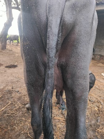 ભેંસ વેચવાની છે