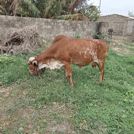 ગીર ગાય વેચવાની છે