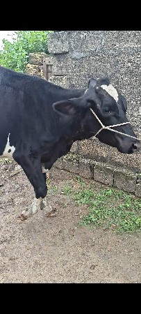hf હોડકી