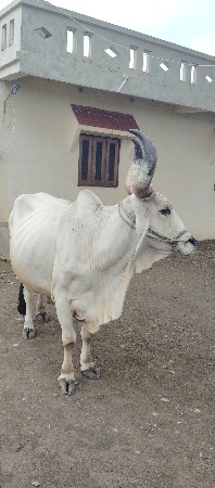 બળદ વેચવાના