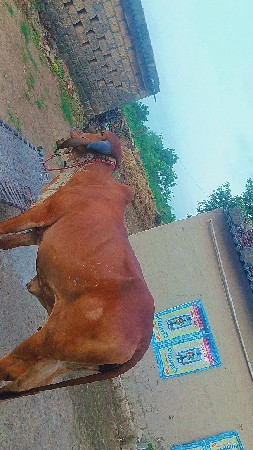 ગીર હોડકી વેચવાની છે