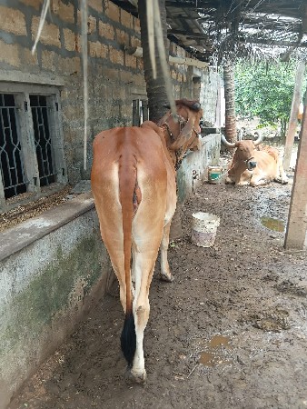 desi vachadi