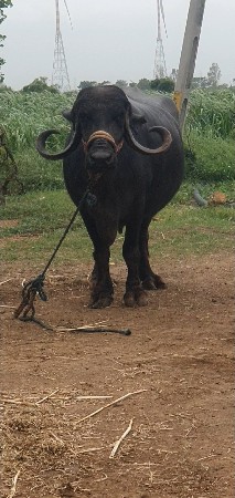 ભેસ