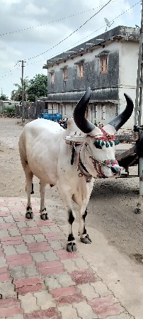 બળદ લેવાનો 6