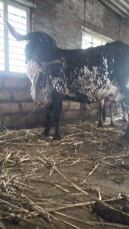 બુલેટ હારે સાટા કરવાના છે
