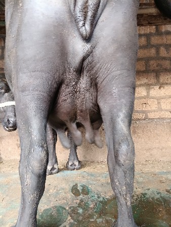 ત્રીજો વેતર ભેંસ