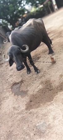 વેચવાની છે