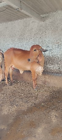 વેચાણ
ગાય વેચવાની 3 મહિનાની ગાભની ન