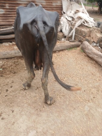 ભેસવેસવાનીસોથુવેતર,20,દીવસનીકાસી