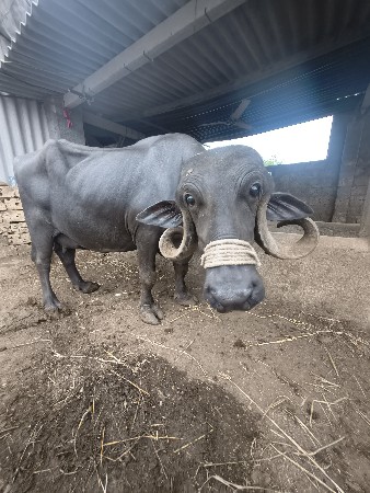 ભેંસ વેચવાની છે