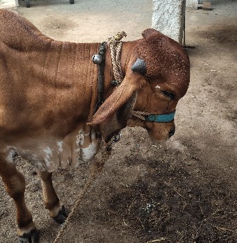 વાશડી