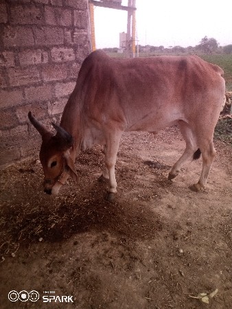 વેચવાનુછે