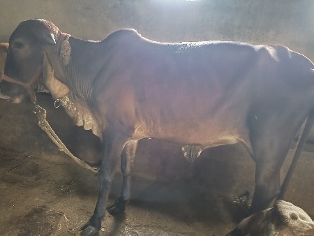 ગીર વાચડી