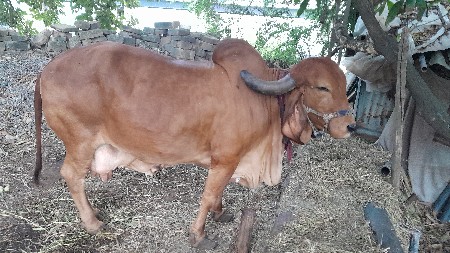 ગીર ગાય