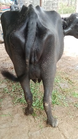 ભેંશ વેચવાની છે બીજું વેતર વાયાસે