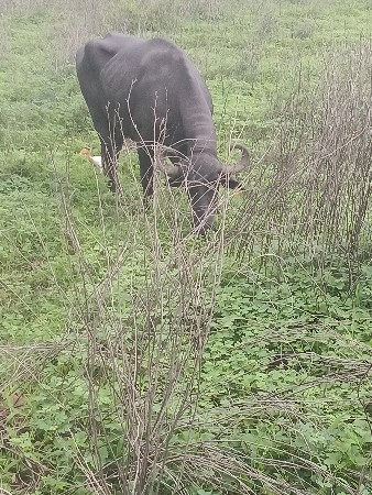 આ ખરેલી વેચવાની છે