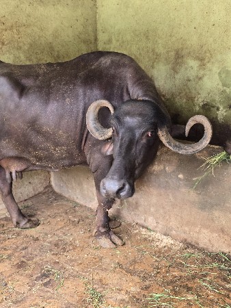 ભેસ વેચવાની છે