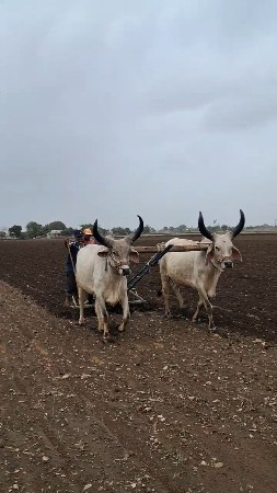 બરધ ની જૈડ વેચવાના છે