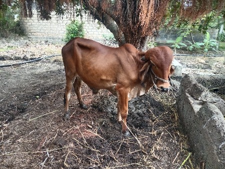 વેચવાનું છે