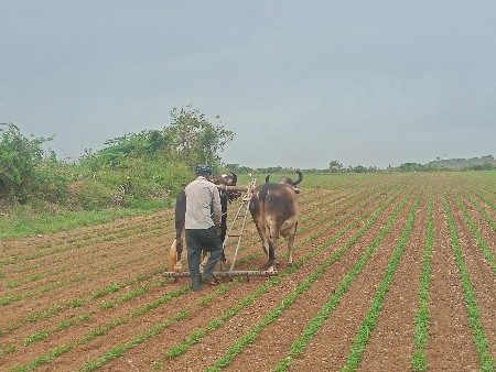 પેલી વાવની કરી