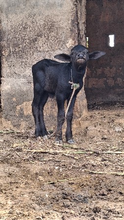વેચવાની છે